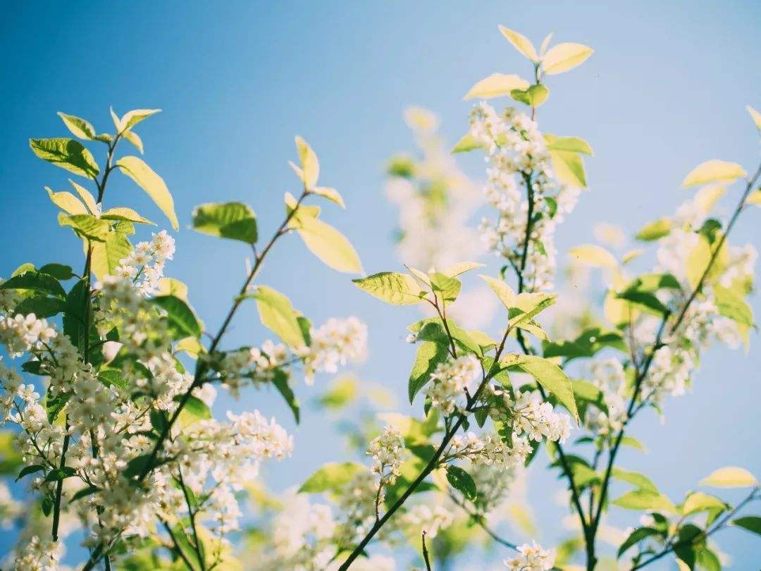 在心里种花，人生才不会荒芜